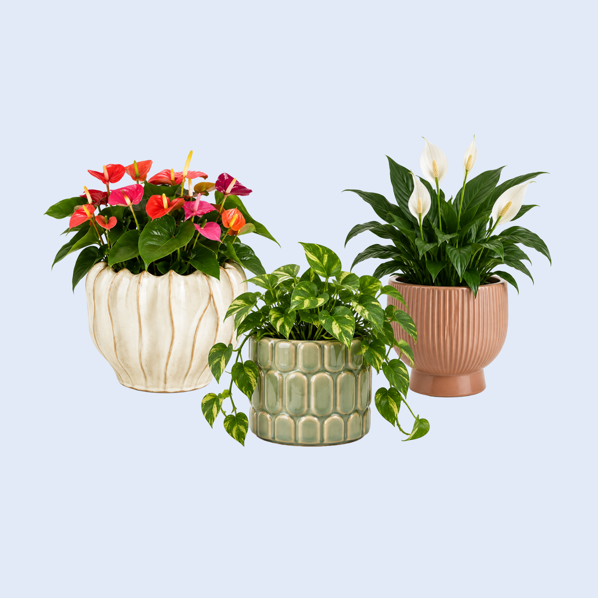 Plantenpotten binnen