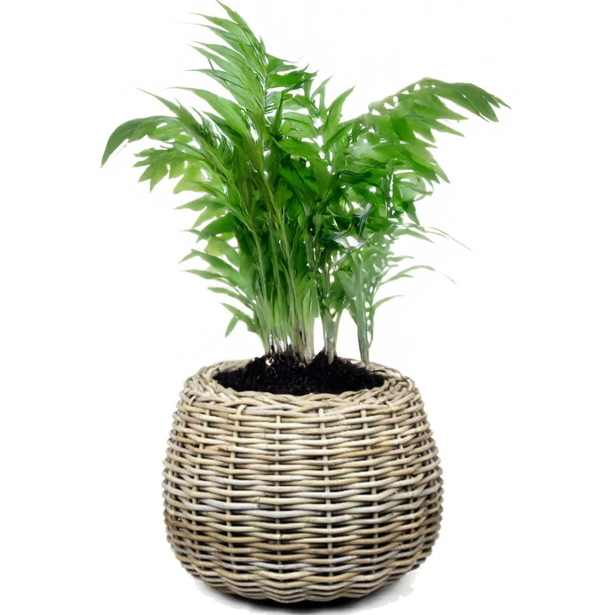 planten-bloemen-mand-rond-rotan-gevlochten-riet-d45-x-h34-cm-drypot_10468035-1