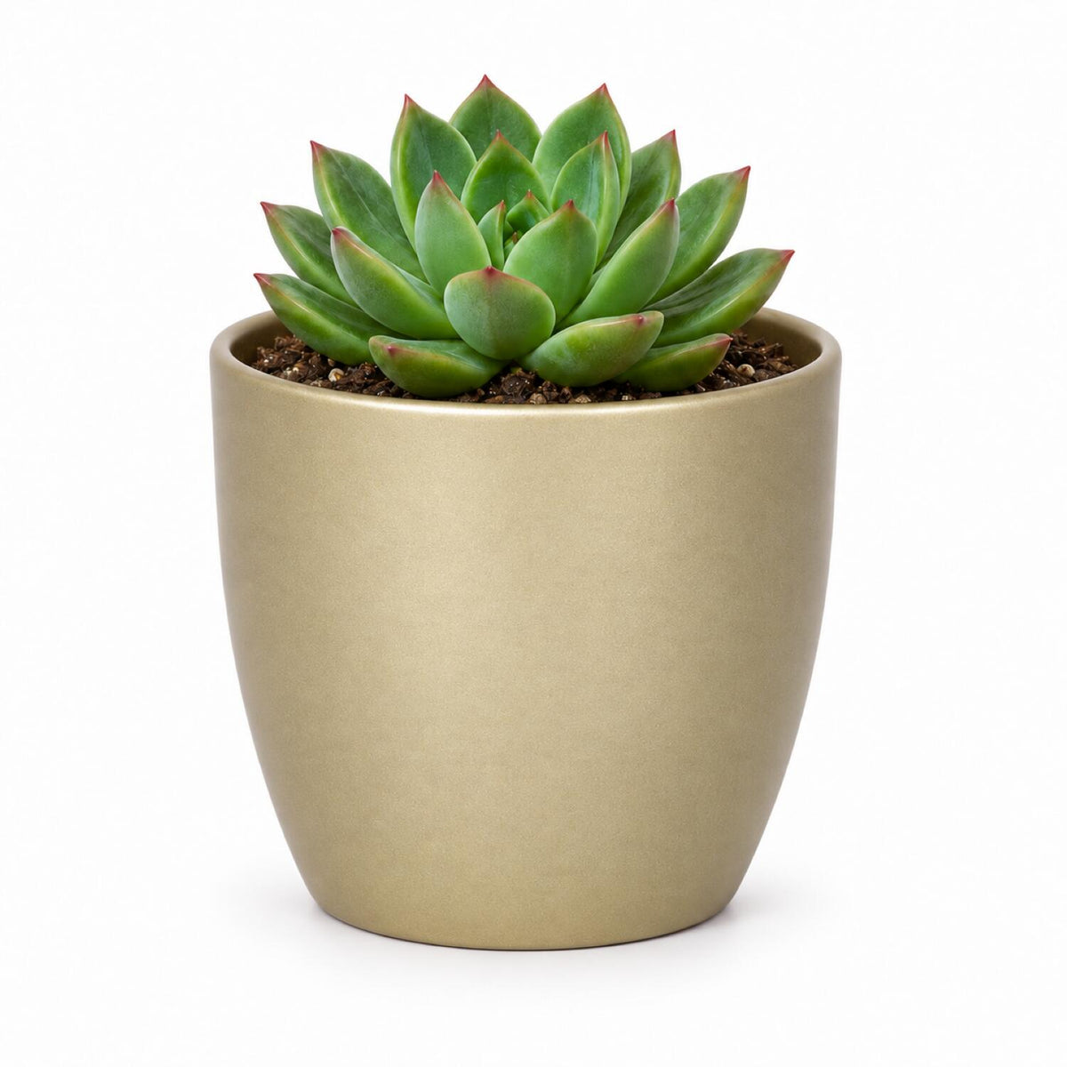 floran-plantenpot-boule-goud-mat-keramiek--d10-x-h8_10268218-3