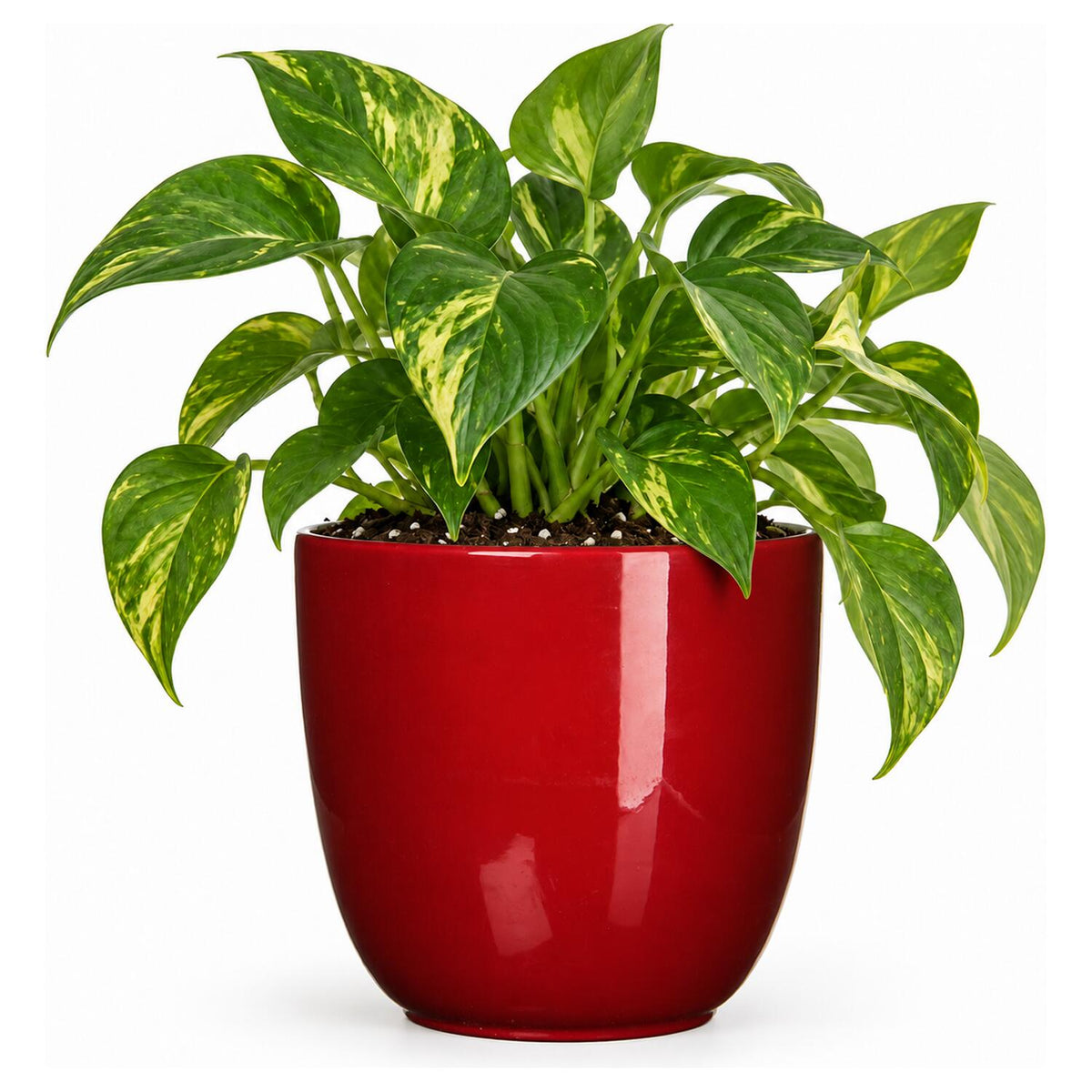 mica-decorations-bloempot-rood-keramiek-10-x-9-cm_10284291-5