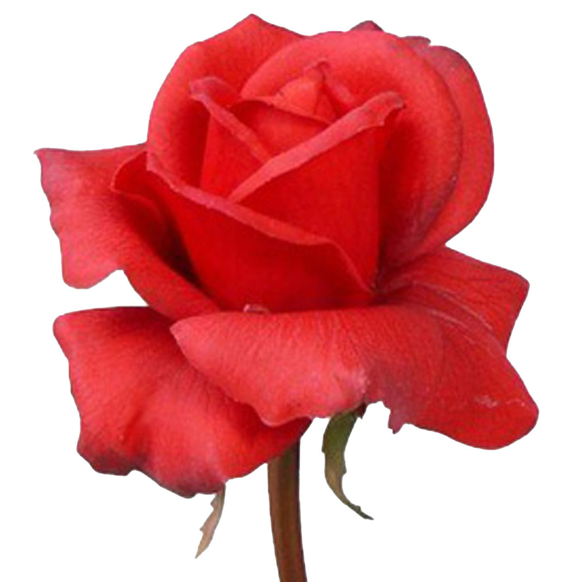 kunstbloem-roos-caroline-rood-70-cm-zijde-kunststof-steel-decoratie-bloemen_10416314-1