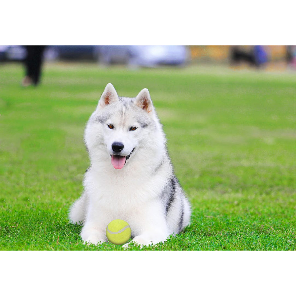 tennisballen-voor-honden-3x-stuks-geel-buiten-speelgoed-honden-trainen_10439328-1