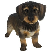 tuinbeeld-ruwharige-teckel-hond-bruin-29-cm-polystone_10142567-1