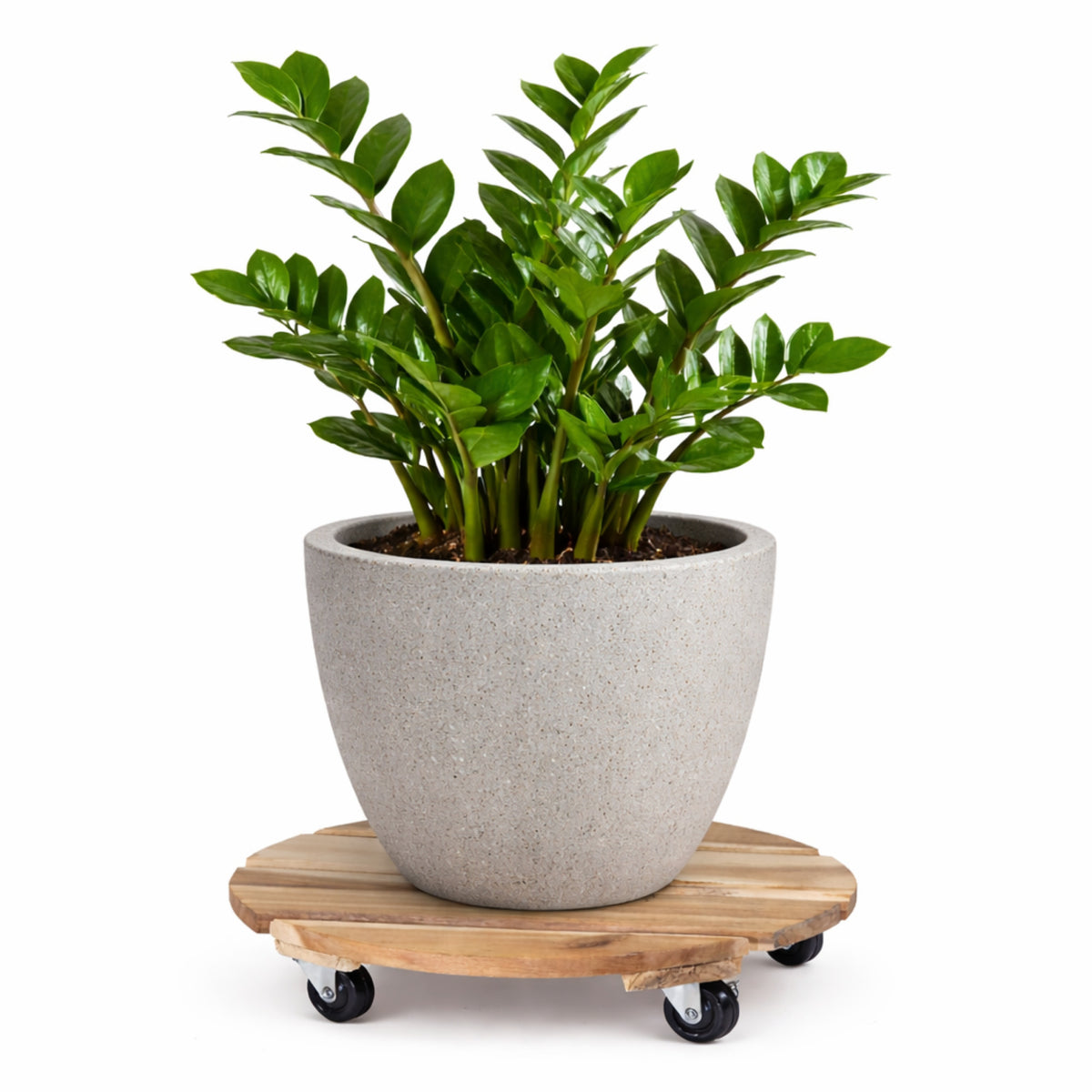 planten-trolley-acacia-hout-d30-x-h8-cm-tot-50-kg-multiroller-hondje_10492580-4