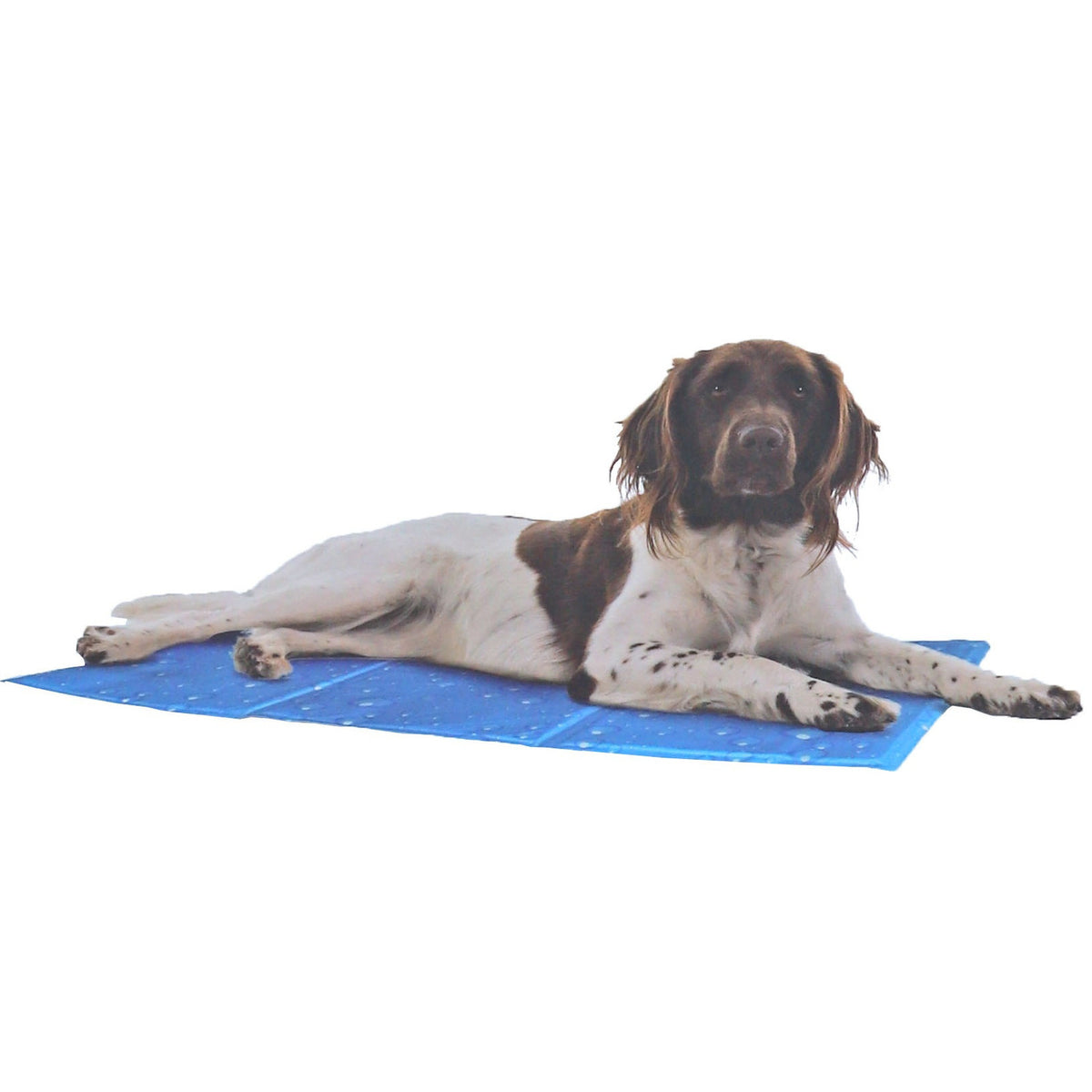 kowloon-koelmat-voor-huisdieren-65x50-cm-gelmat-cooling-mat-voor-middel-honden-en-of-katten_10353690