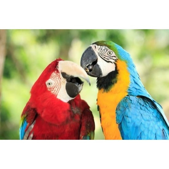 dieren-magneet-3d-papegaaien_10100714