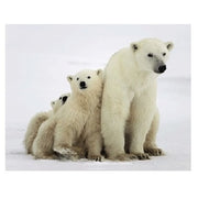 dieren-magneet-3d-ijsberen_10100719
