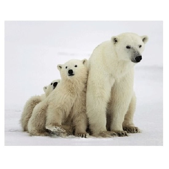 dieren-magneet-3d-ijsberen_10100719