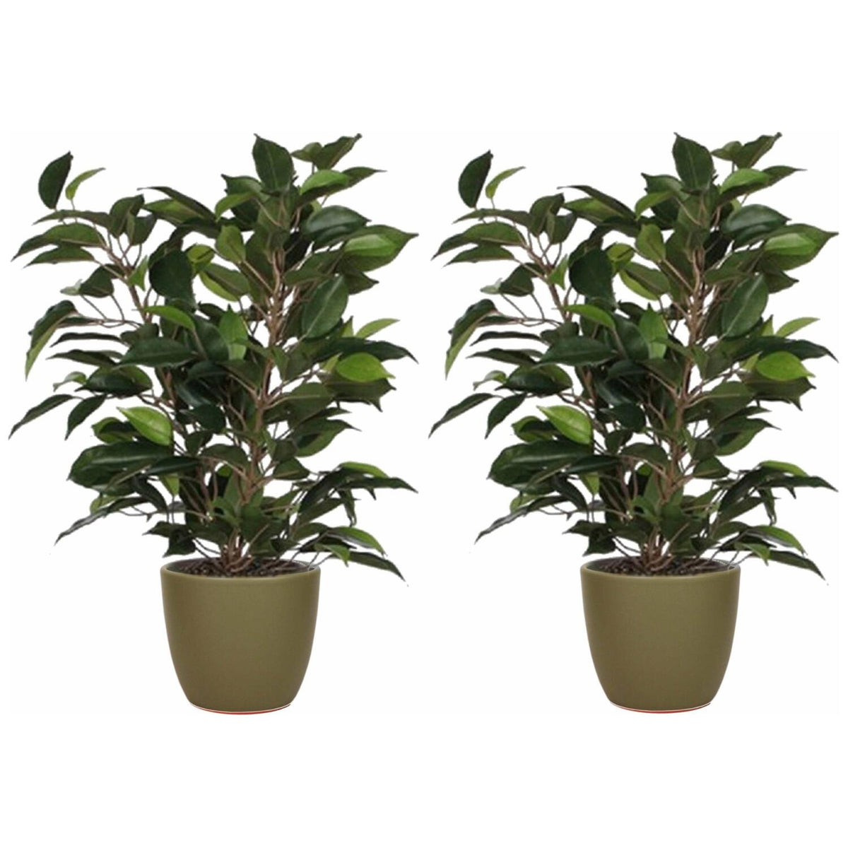 2x-stuks-groene-ficus-kunstplant-40-cm-met-plantenpot-dennengroen-d135-en-h125-cm_10287793-2