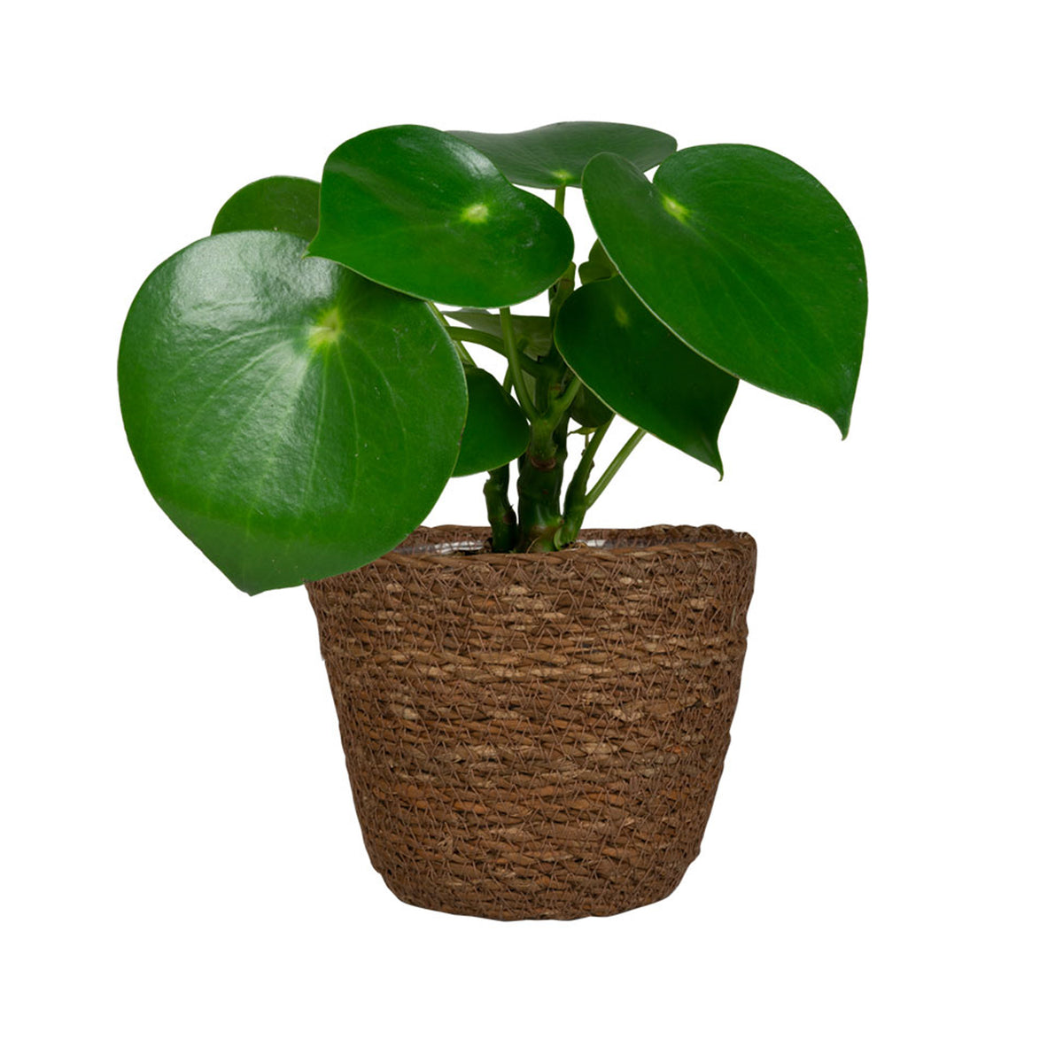 plantenpot-bloempot-van-jute-zeegras-diameter-15-cm-en-hoogte-12-cm-camel-bruin_10306797-2
