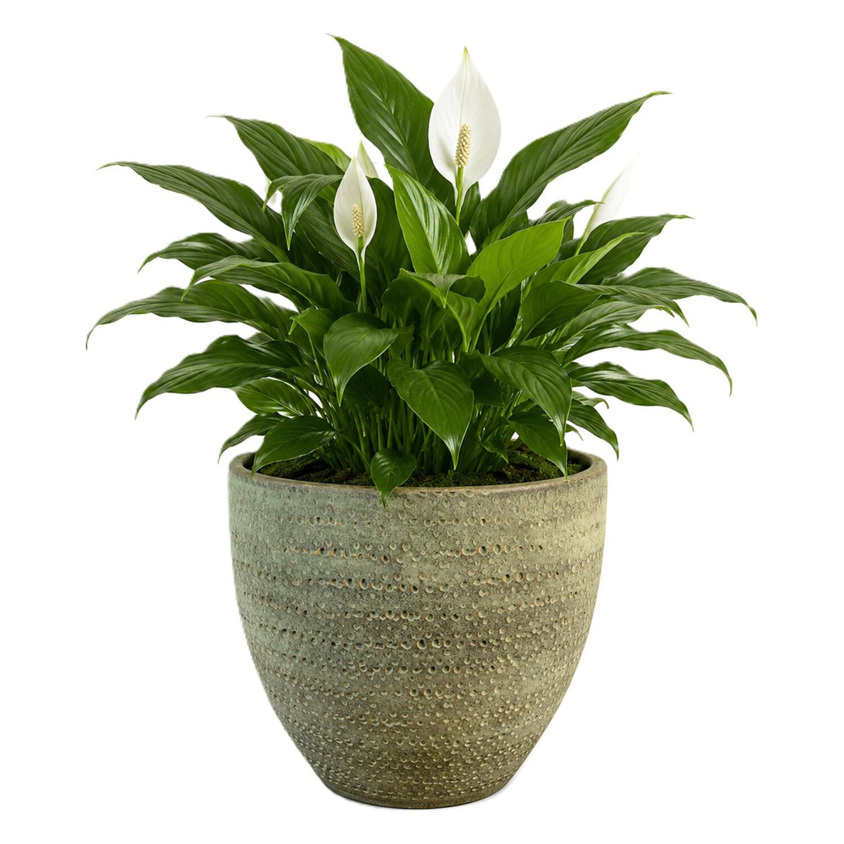 ter-steege-plantenpot-lava-stone-groen-d36-x-h32-cm-binnen-bloempot_10341967-13