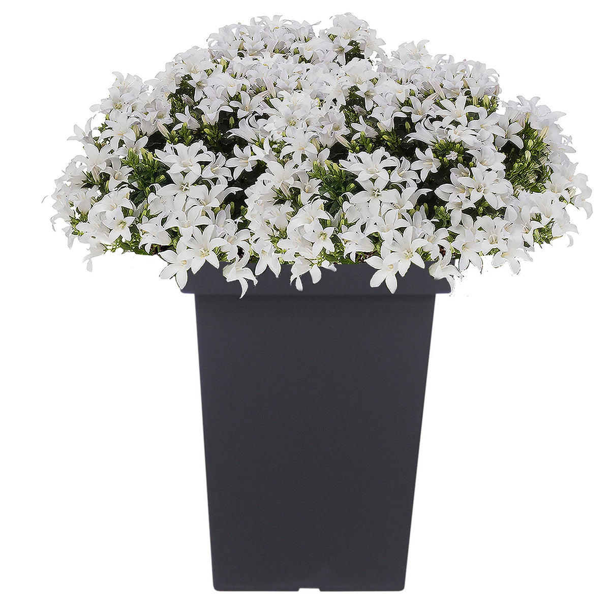 plantenpot-bloempot-square-23-x-35-cm-antraciet-grijs-kunststof-13-liter_10347995-3